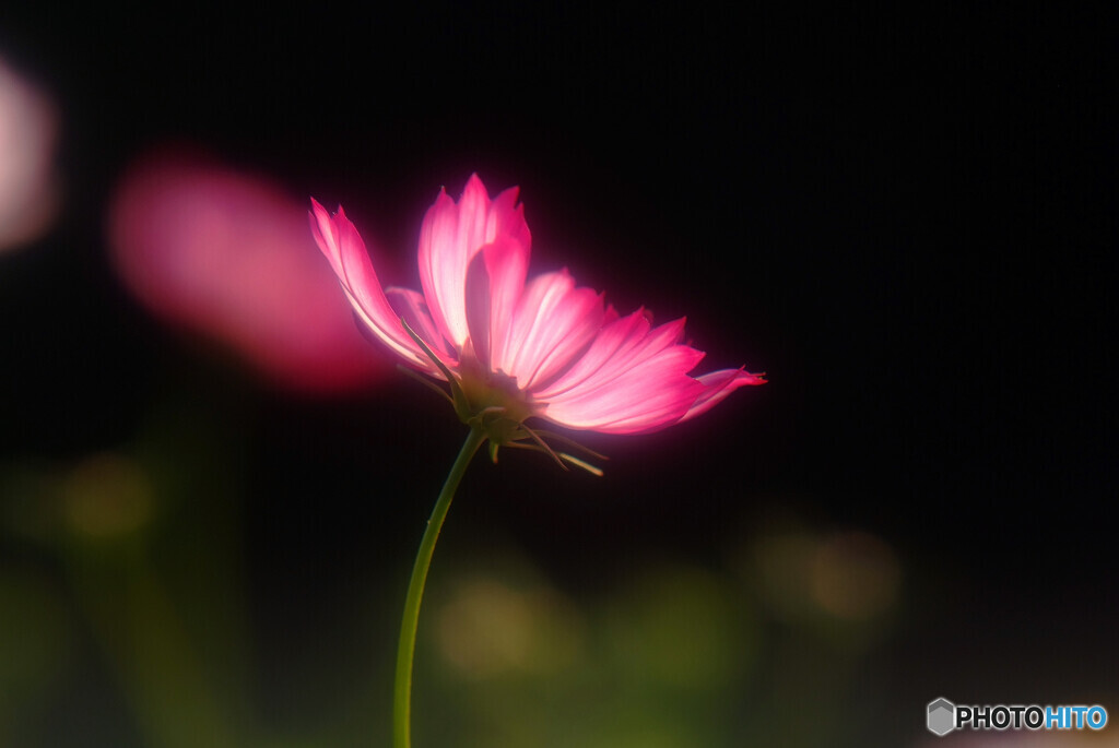 都会のOasis✿秋桜の炎