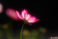 都会のOasis✿秋桜の炎