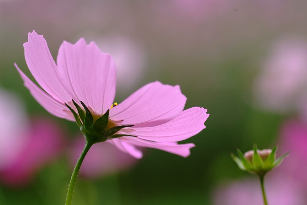秋色の彩✿コスモスとの出会い