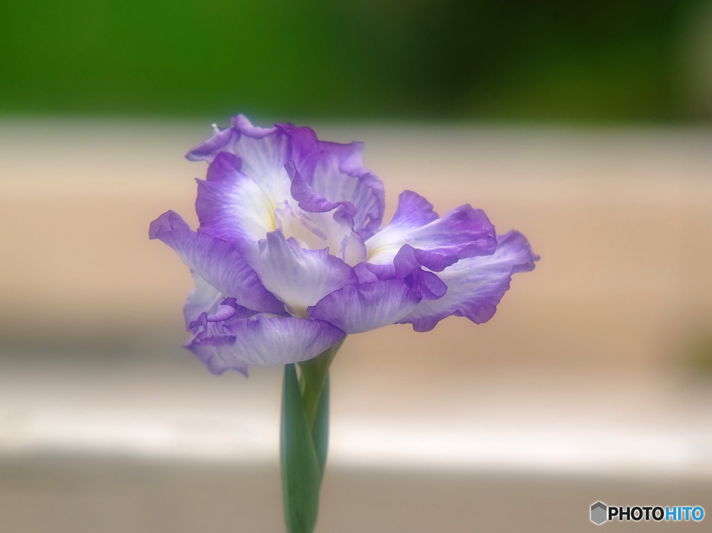 舞踏会の美女・華