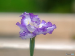 舞踏会の美女・華