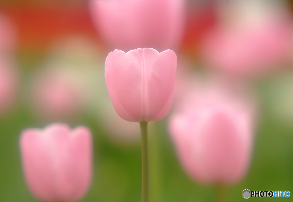 夢先案内人・華