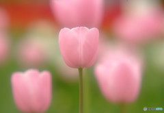 夢先案内人・華