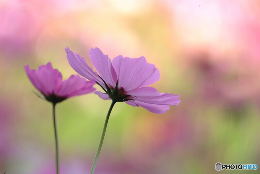 桃色吐息✿Cosmos
