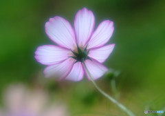 秋の香り・コスモス