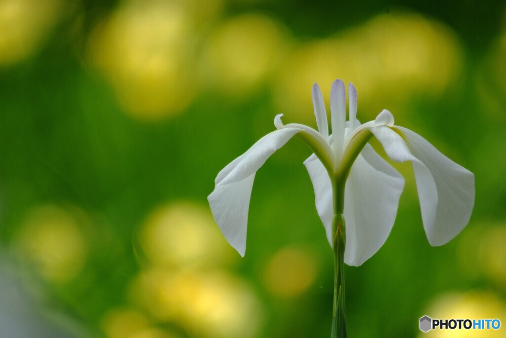 風に舞う✿水無月の休日