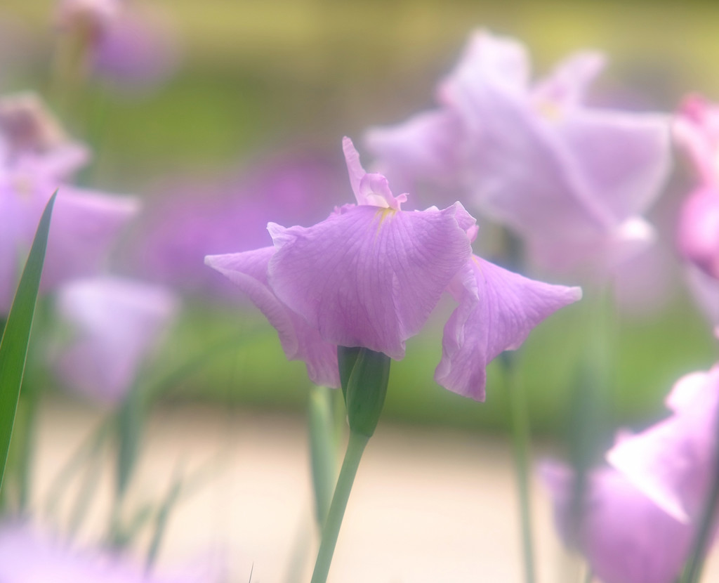 涼風の中で・華
