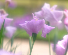 涼風の中で・華