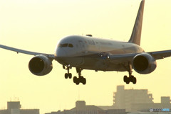 Flight Traveler・787