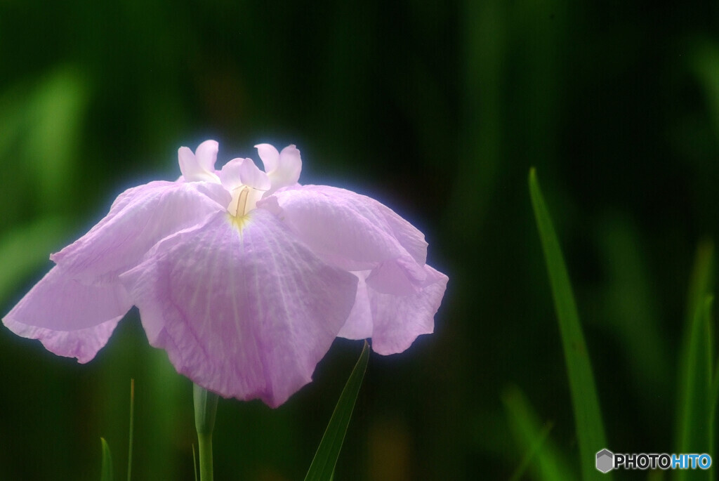 夢のつづき✿水無月の朝