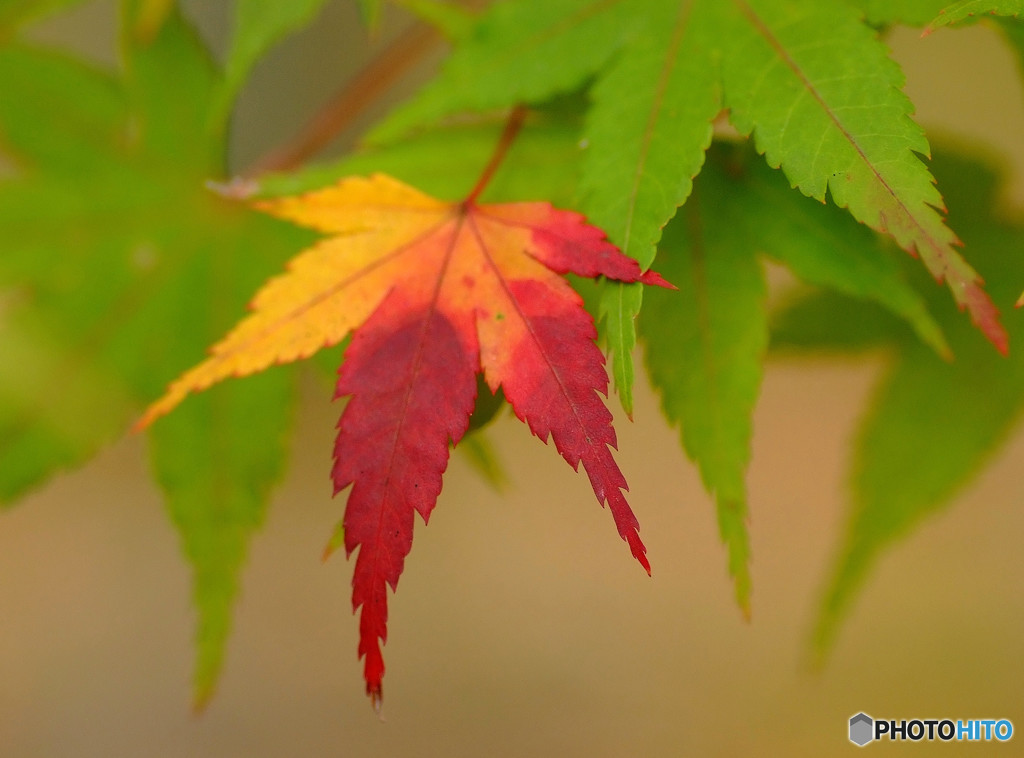 三色彩・もみじ