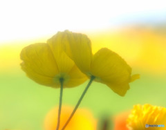 時をかける華・第1章
