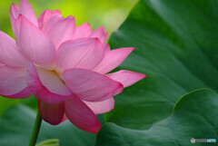 涼月の華❁蓮