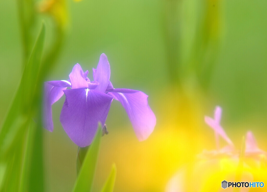 皐月・夢日記Ⅴ