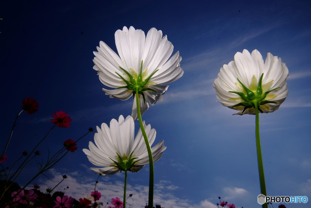 Cosmos theaterⅩ・秋