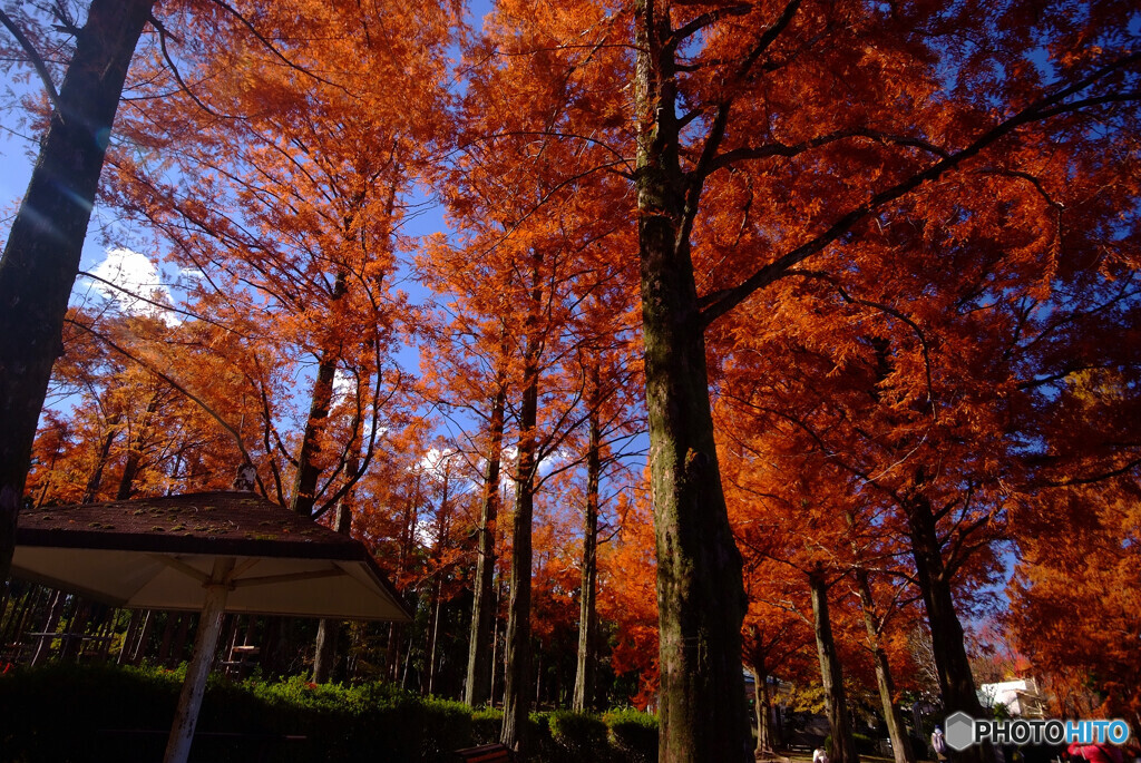 紅葉散歩✿万博公園2023