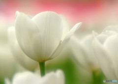 白の貴婦人・華