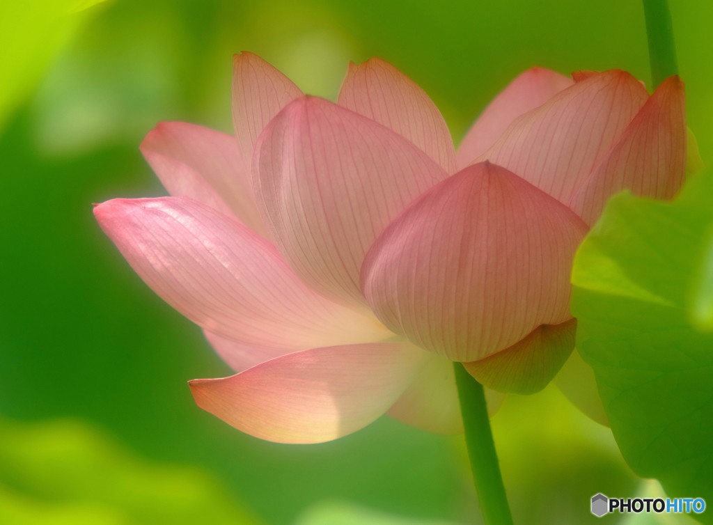 夢の世界へ・蓮