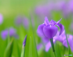 5月の扉・華