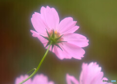 酔いしれて❁こすもす