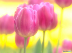 美人薄明・華