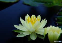 君は薔薇より美しい