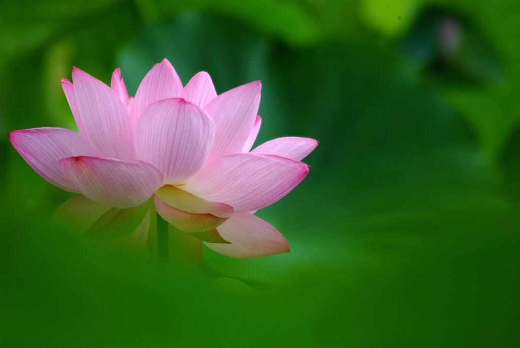 おかえり✿水無月の朝