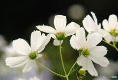三姉妹✿COSMOS