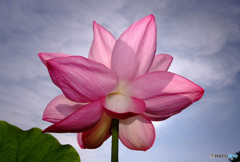 君は僕のスターだ！・蓮