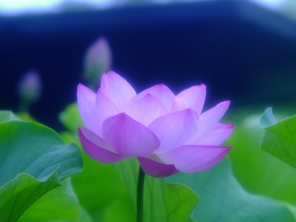 雨に微笑みを・蓮