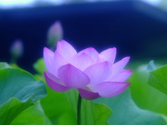 雨に微笑みを・蓮