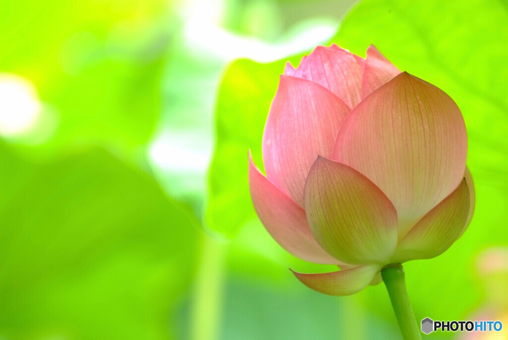 永遠の恋人❁蓮2024