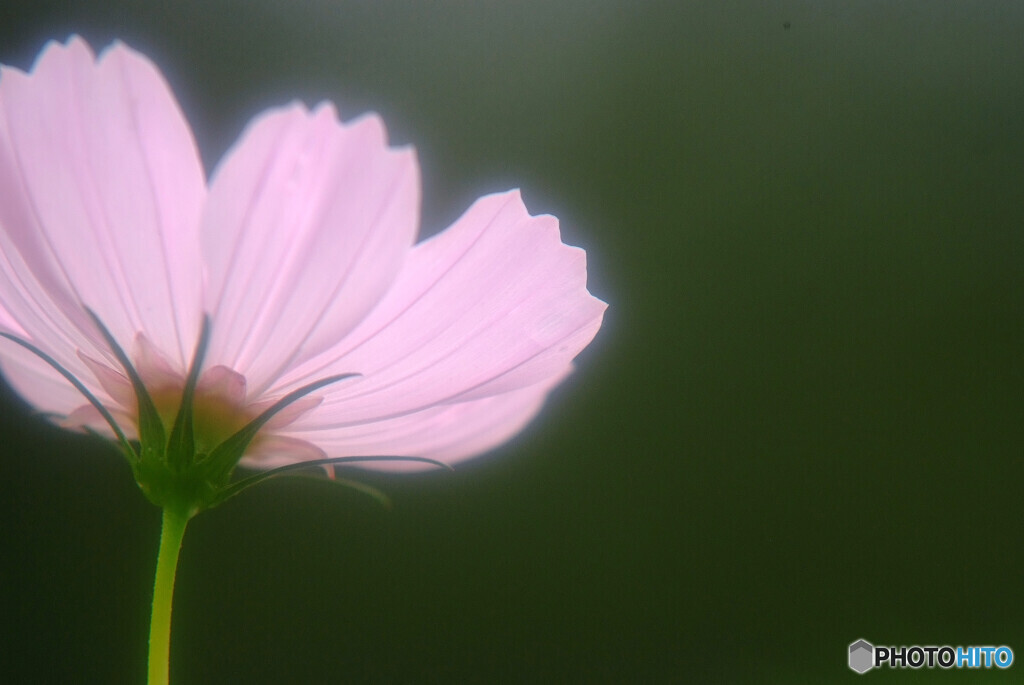 花言葉2020✿秋桜