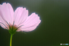 花言葉2020✿秋桜