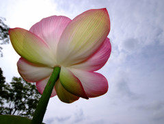 見上げれば・蓮