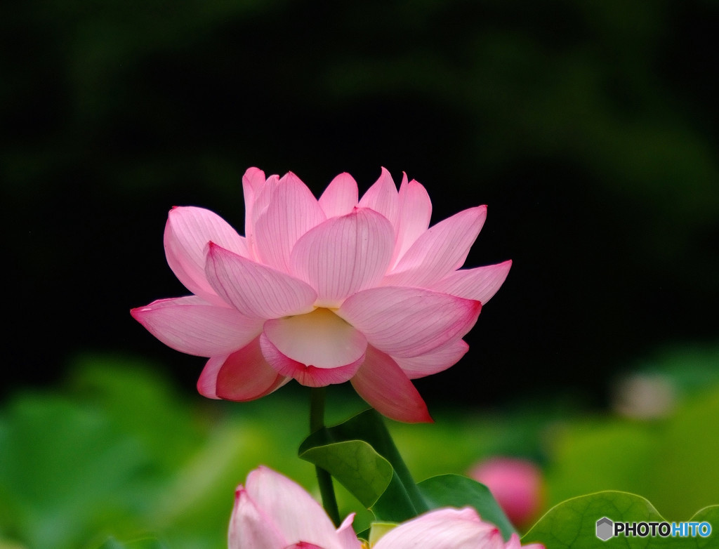 また、お会いましょうね・華