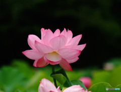 また、お会いましょうね・華