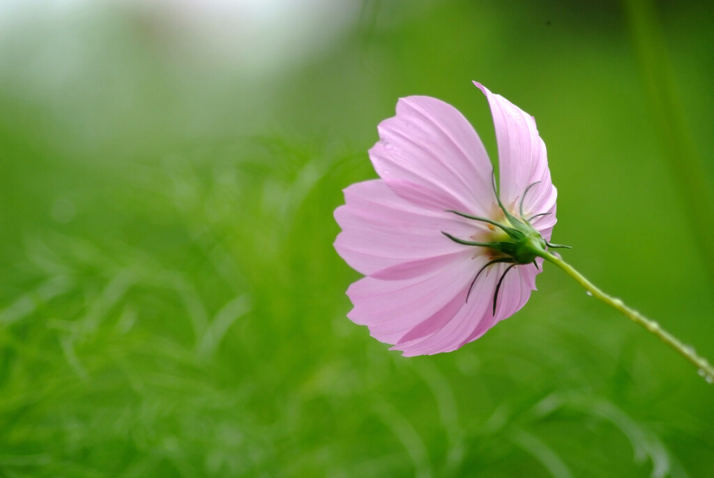 時雨月の秋桜✿Yokogao