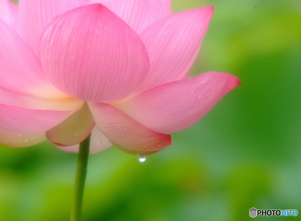 雨に踊れば・華