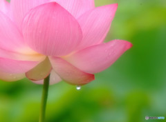 雨に踊れば・華