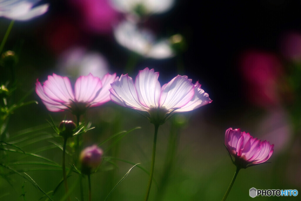 都会のOasis✿秋桜の彩