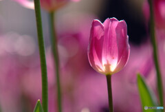 恋人はワイン色✾春