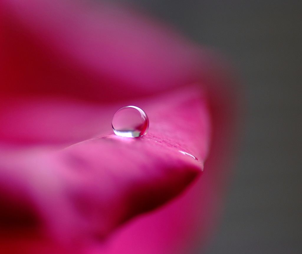 November Drop(Ⅲ）