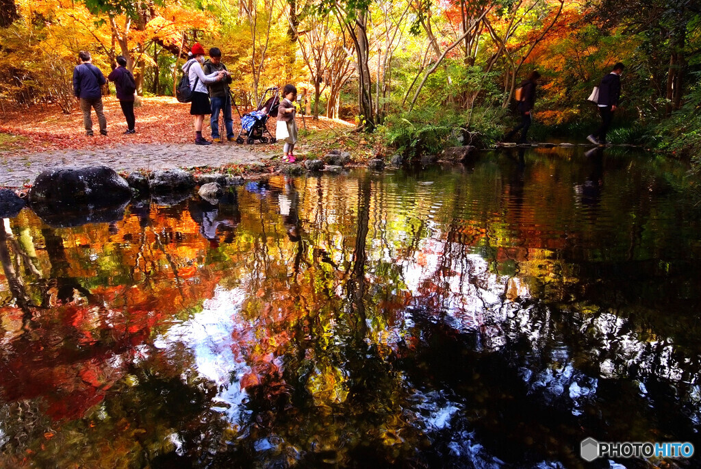 それぞれの紅葉✾錦秋