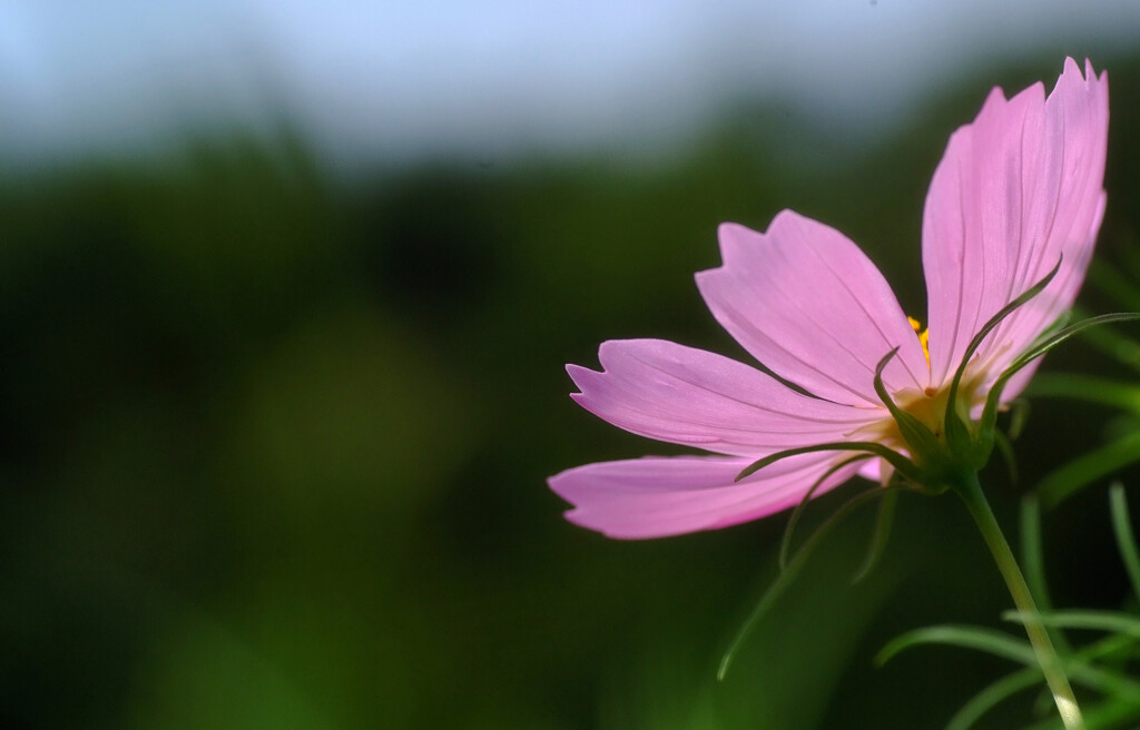 長月の秋桜✿Yokogao