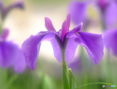 恋人と呼んで・Actress