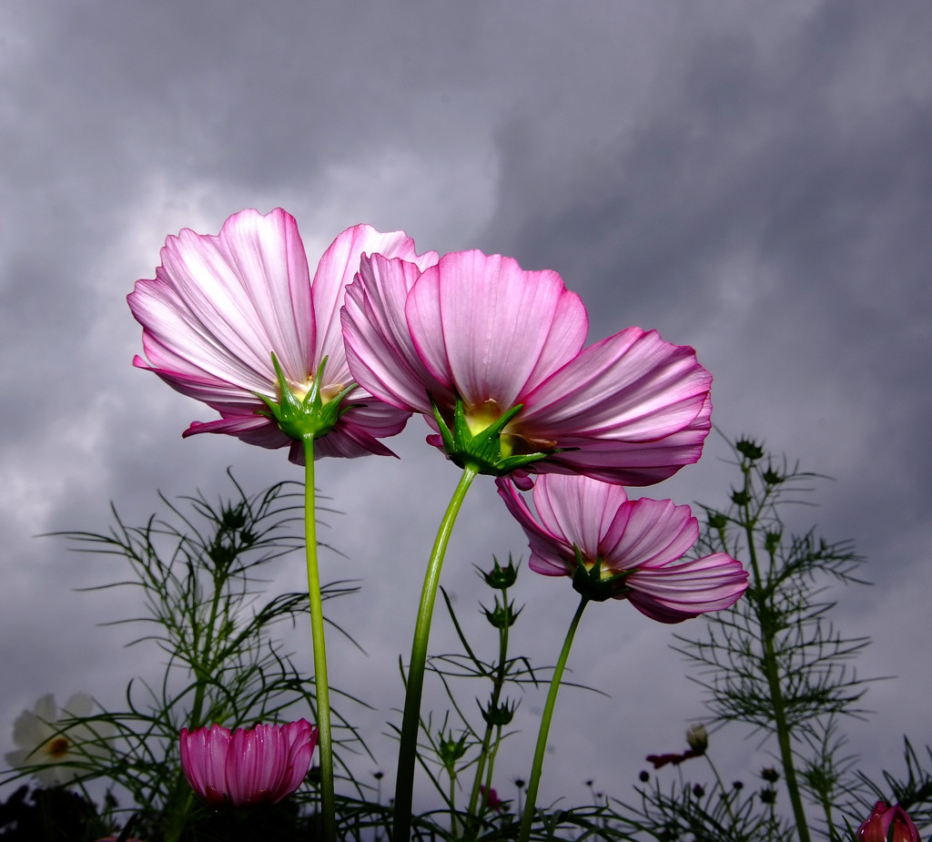 かぞくの時間・こすもす