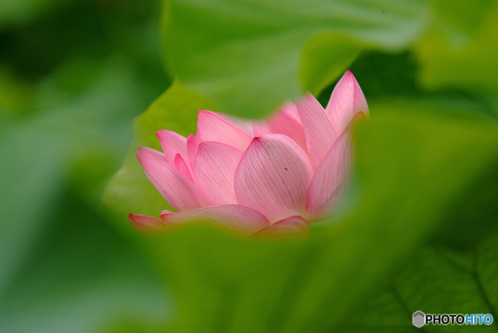 ようこそ！秘密の花園へ
