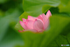 ようこそ！秘密の花園へ