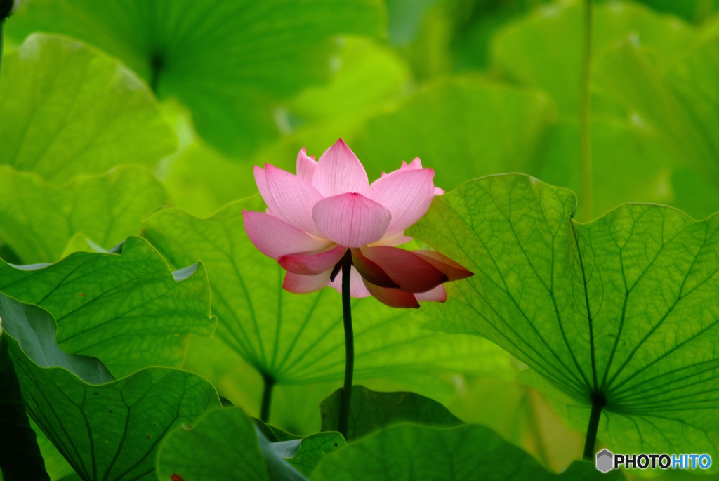 素敵なあなたへ・蓮